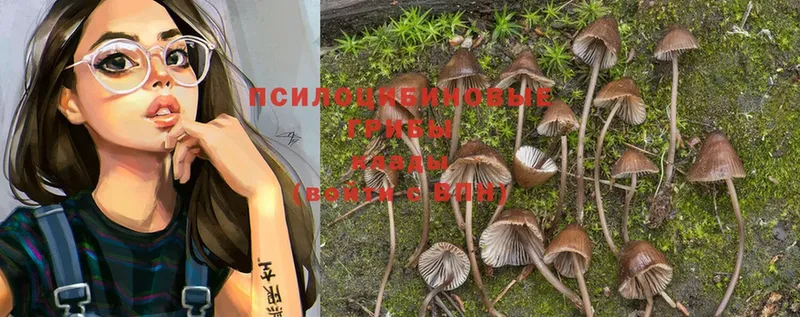 Псилоцибиновые грибы Psilocybine cubensis  Кореновск 